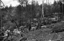 Forest in ruins