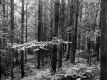 Second Growth White Pine