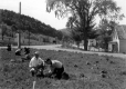 Tree Planting at the Junction of Routes 14 and 107