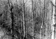 Stand of Trees