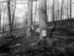 Sugarbush with Sap Buckets