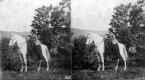 Caledonia Agricultural Fair Prize Equestrian 
