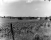 Farm Scene