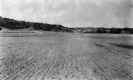 Corn Field