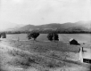 Farm Scene