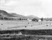 Grazing Milking Cows