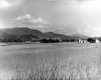 Farm Scene
