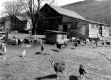 Thorn's Goat Dairy