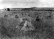 Wheat Harvest Point Farm