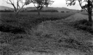 Alfalfa Field