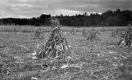 Ten Acres of Corn