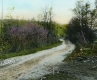 Gravel Road by Young Forest