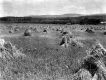 Wheat Harvest