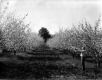 Apple Orchard