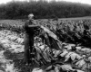 Tobacco Harvesting