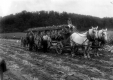 Tobacco Harvesting