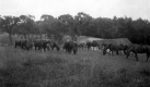 U. S. Morgan Horse Farm