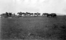 U. S. Morgan Horse Farm