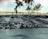 Sand Bar Bridge with Trees
