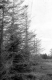 Spruce Trees attacked by European Spruce Sawfly