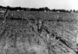 Insect Damage on Row Crops