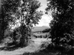 View of Mountain through Trees