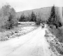 Cars Traveling Through the Woods on a Dirt Road