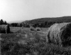 Bales of Hay