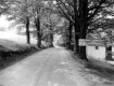 Dirt Road Lined With Deciduous Trees