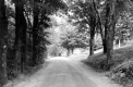 Dirt Road Through the Woods
