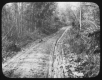 Earth Road through Forest
