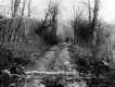 Horse and Wagon on Earth Road