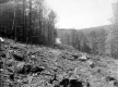 Clear Cutting Along Slope for Road Construction