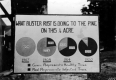 Blister Rust Chart