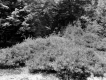 Healthy Tree Lot