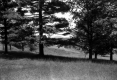 Conifers in open field