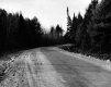 Graded road through pine trees