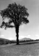 Elm tree in open field
