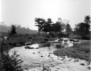 Cattle crossing river