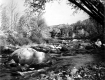 Cold River