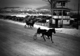 Winter horse racing