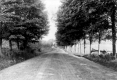 Rural Tree-lined Road