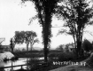 Bridge and Elms
