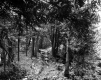Fox-Head Path