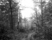 Wood Road