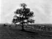 Sheep in pasture