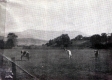 Cows in Field