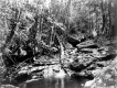 Stream in Forest