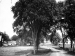 Tree Lined Road to Houses
