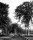 Tree Lined Road